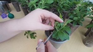 Как формировать черенки петунии