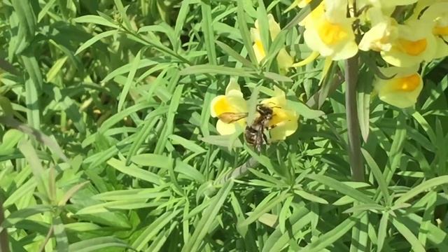 Male wool carder bees in Nurturing Nature's wildlife garden смотреть онлайн