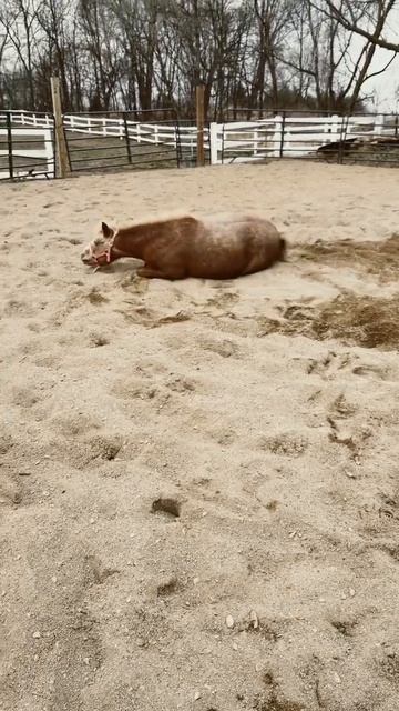 Horse смотреть онлайн