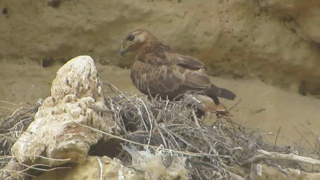 Nest of Long-legged buzzard (Buteo rufinus) - Αετογερακίνα - 2019 - Cyprus смотреть онлайн