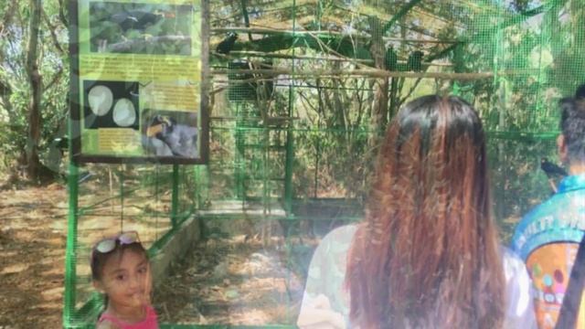 Palawan tour | crocodile farm | Bakers Hill | Mitra’s Ranch | Lily Loresco смотреть онлайн