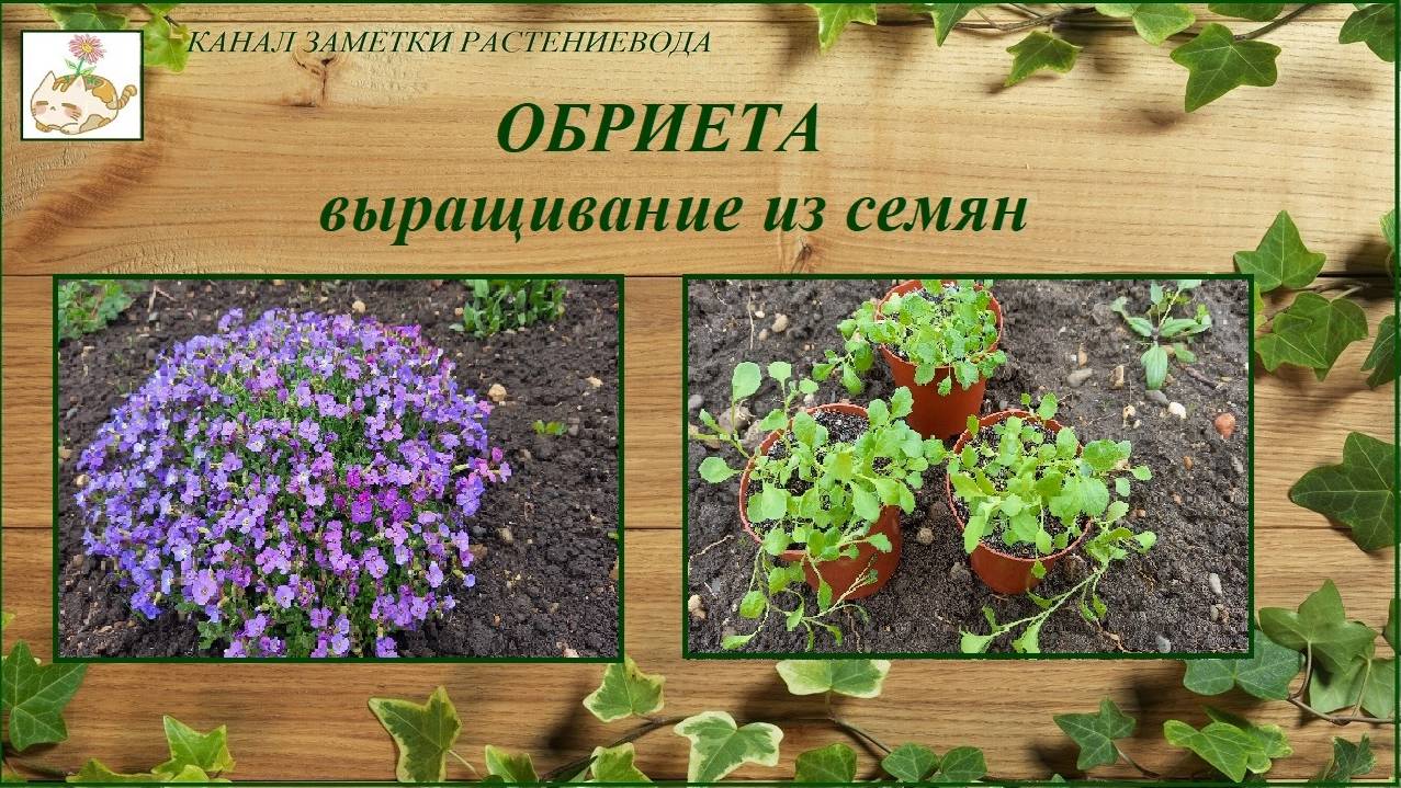 Обриета (Аубреция) - выращивание их семян смотреть онлайн