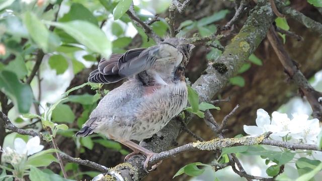Птенец-слёток дрозда-рябинника смотреть онлайн
