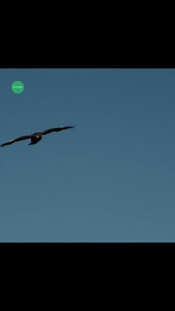 😮 Rare Birds 'Save the Birds' 🕊️Quelea and philipians eagle #wildlife #shorts #shortsdaily смотреть онлайн