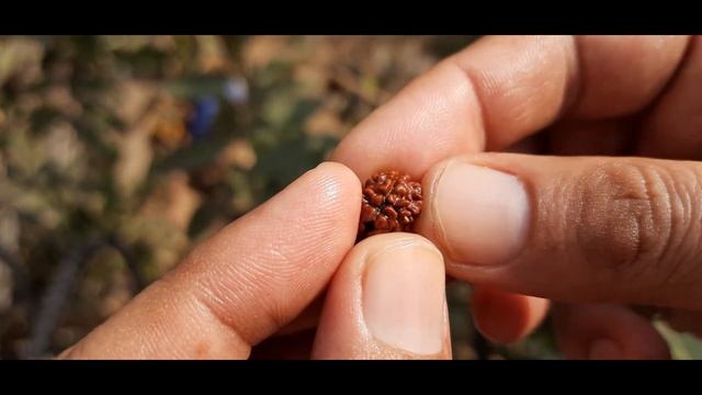 Buy Original Nepali 2 Mukhi (14.70 mm) Rudraksha # 0231 смотреть онлайн