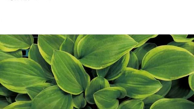 Hostas in Korea, 비비추 '그랜드 티아라' Hosta ‘Grand Tiara’ смотреть онлайн
