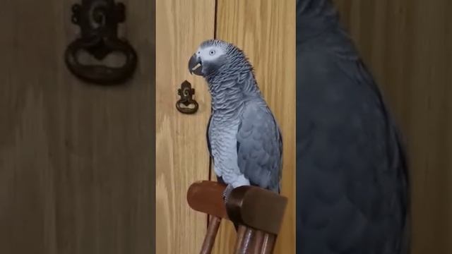 смешной разговор с мамой. смотреть онлайн