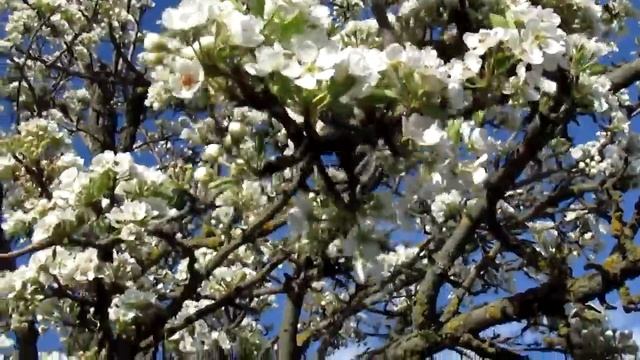 Груша і вишня, вишня і груша, а диригент - весна смотреть онлайн