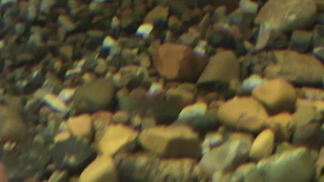 Julidochromis transcriptus var."Gombi" смотреть онлайн