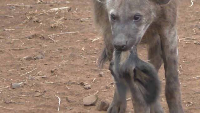 Kruger Park Hyenas enjoying a Zebra Carcass смотреть онлайн
