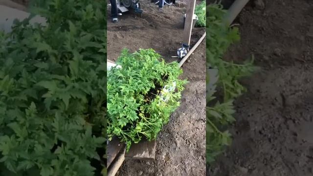 Посадка в теплицу. смотреть онлайн