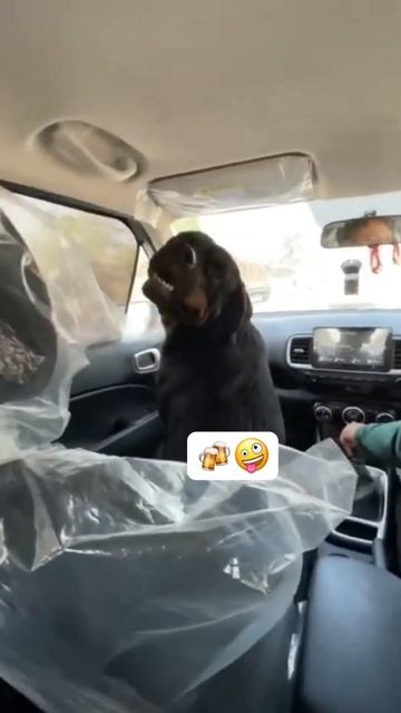 My dog after 2 pegs 🍻 #reviewreloaded #rottweiler #shorts смотреть онлайн