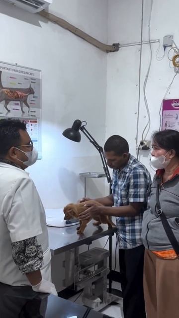 Pemberian obat cacing pada doggy wajib 1-2 bulan 1x смотреть онлайн