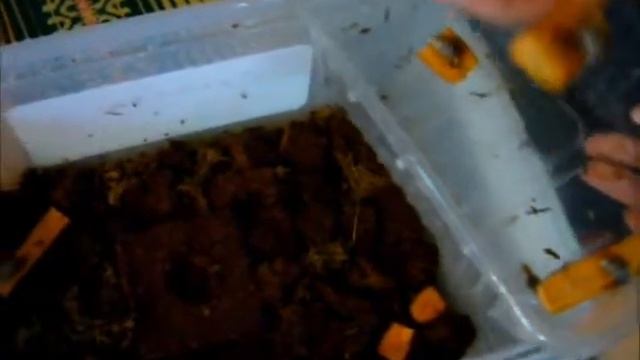 Улитки смотреть онлайн