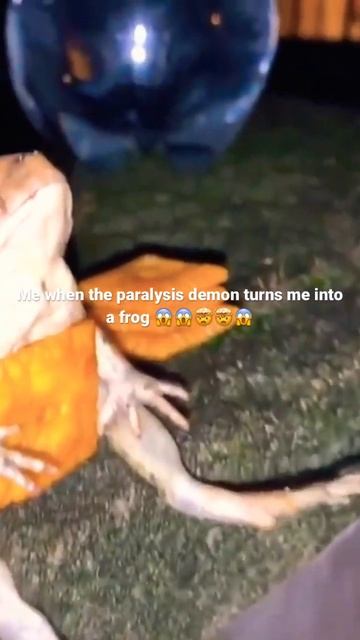 Me when the frog magic #frog #memes #paralysisrecovery смотреть онлайн