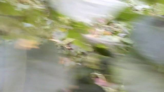 огуречки в моём огороде смотреть онлайн