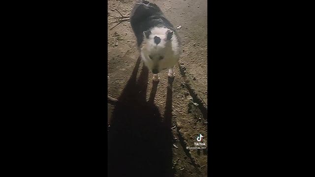 Cicada Buzzes In Dogs Mouth! смотреть онлайн