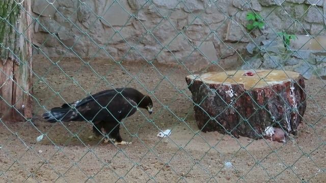 №3718 16 июля 2023 года Степной орел смотреть онлайн