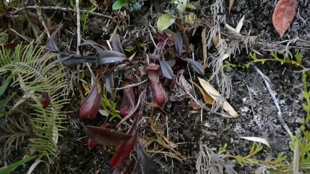 Nepenthes tentaculata on Gunung Alab, Sabah, Borneo. 2016. смотреть онлайн
