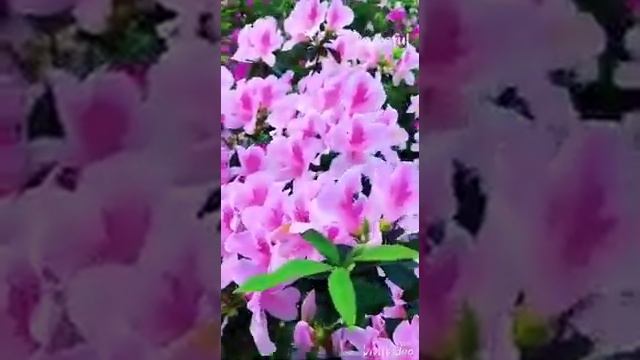 ЭЙ ДУСТ ЭЙ ДУСТ смотреть онлайн