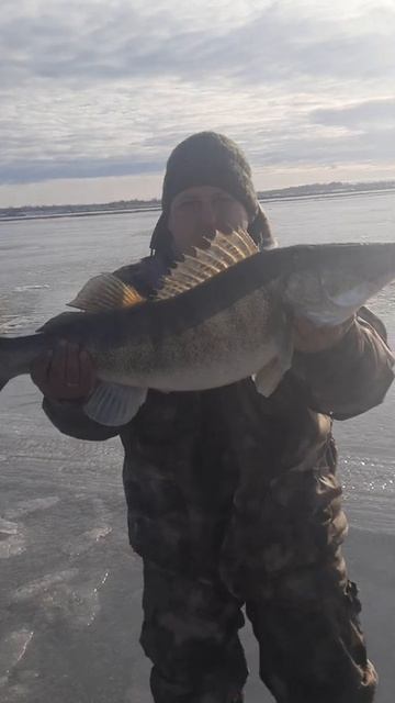 Судак , МОНСТР ГЛУБИНЫ !!!рыбалка.Трофейный судак!!! смотреть онлайн