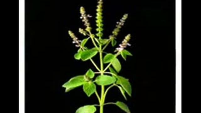 TULSI STOTRA смотреть онлайн
