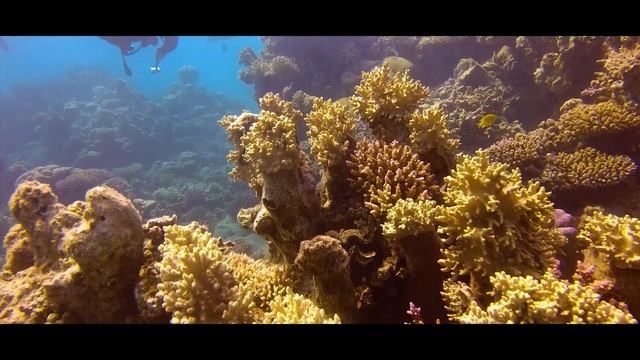 Diving in Marsa Alam [Egypt - Red Sea] смотреть онлайн