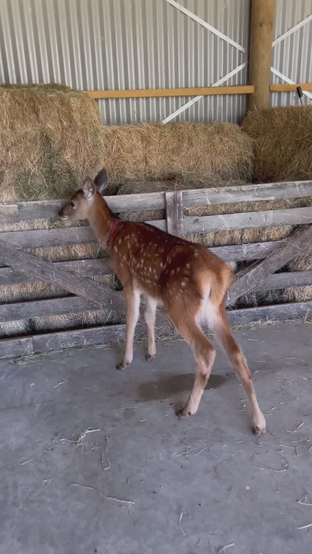 Олененок Бобби думает, что он собака 🥰 #олень#олененок#животные#мимишность#мимишки#милыеживотные смотреть онлайн
