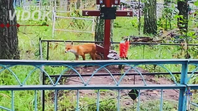 КОНФЕТУ ЛИСЕ на КЛАДБИЩЕ г.ПЕТРОПАВЛОВСК с. НАЛОБИНО Казахстан. смотреть онлайн