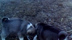 Щенки Западно-сибирской лайки.