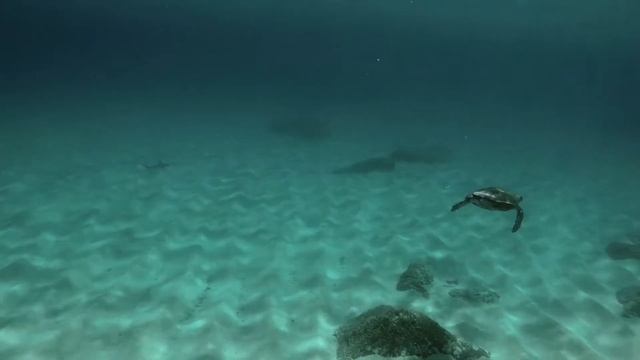 Hammerhead Sharks in Waimea Bay смотреть онлайн