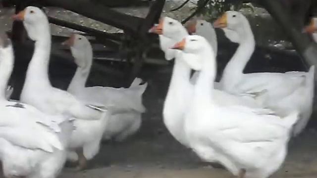 SDC15982 смотреть онлайн