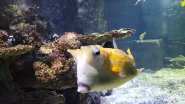 Pufferfish & Cowfish