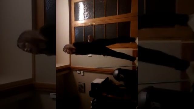 Dancing Solo! Logan and Lily смотреть онлайн