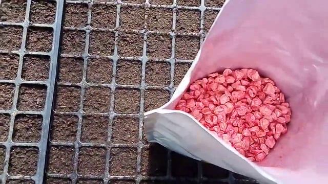 Посів кукурудзи Добрыня f1 смотреть онлайн