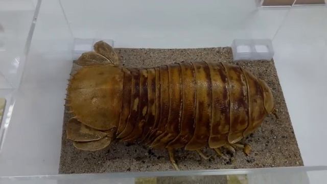 Visita à Exposição MDBio/Zoologia: Sala da biodiversidade - Ambientes marinhos смотреть онлайн