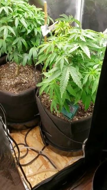 Veg tent Update /Autopots smart pot xl / Mars hydro ts600 /gorilla grow tent смотреть онлайн