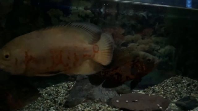 The Oscar Familia . #Astronotinae #Asian #Aquariumhobby #Cichlid #Cichlids #Cichlidae #OscarFish смотреть онлайн