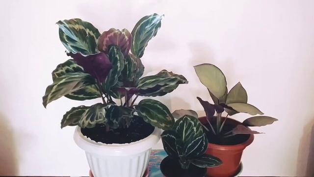 Timelapse with the Calatheas! смотреть онлайн