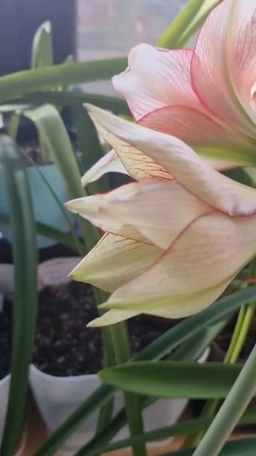 grandise fantasy hippeastrum in bloom #flower #hippeastrum смотреть онлайн