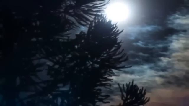 Meu namorado é Lobisomem e quase me matou смотреть онлайн