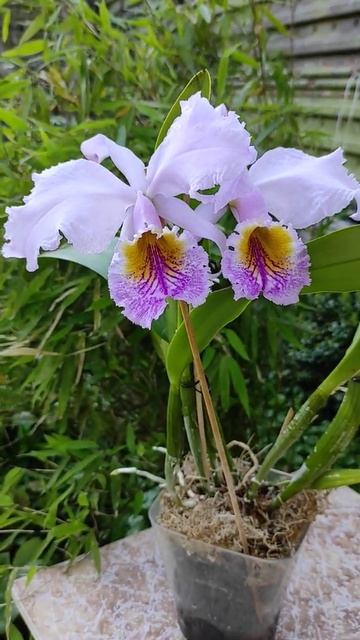 #cattleyamosiae #cattleya смотреть онлайн