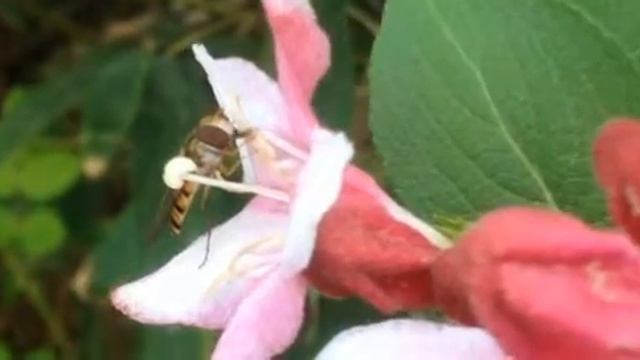 병꽃나무의 꽃에서 달콤한 꿀을 빨아먹는 호리꽃등에, Episyrphus balteatus, Marmalade Hoverfly, 細扁食蚜蠅, ホソヒラタアブ смотреть онлайн