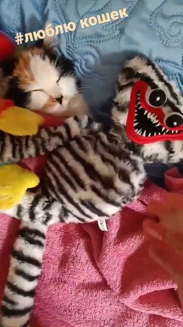 лайки это видео если тебе нравится моя кошка смотреть онлайн