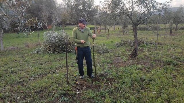 O que fazer ao resíduos sobrantes das oliveiras @OlivalGrande смотреть онлайн