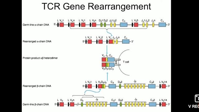 TCR & BCR смотреть онлайн