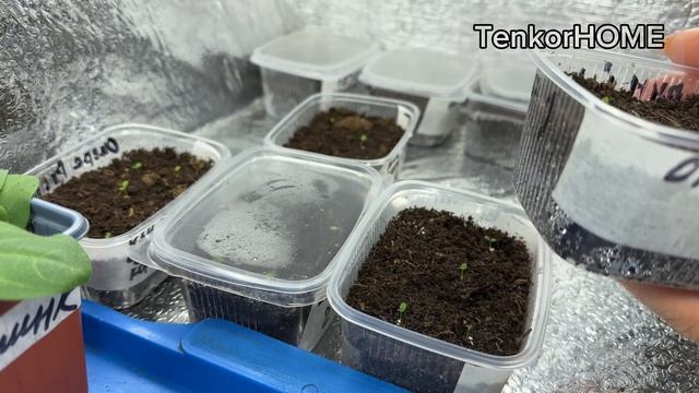 Первые всходы петуний! Выпуск 2