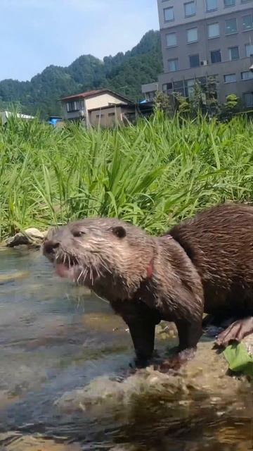 Scallops Are Yummy!😋😋 #shorts #aty #otter #WaterSausage смотреть онлайн