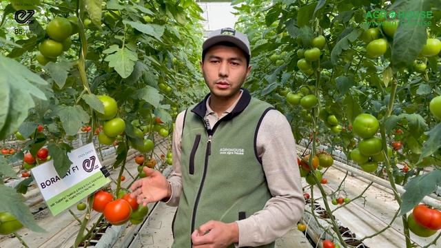 Boracay F1, Кузги мавсум учун қизил помидор #agrohouse #семена #enzazaden #tobrfv смотреть онлайн
