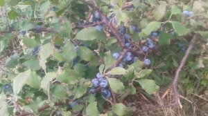 Слива колючая (терн) (prunus spinosa)